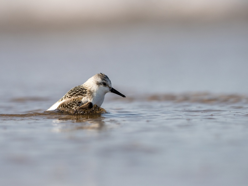 Drieteenstrandloper komt uit het water