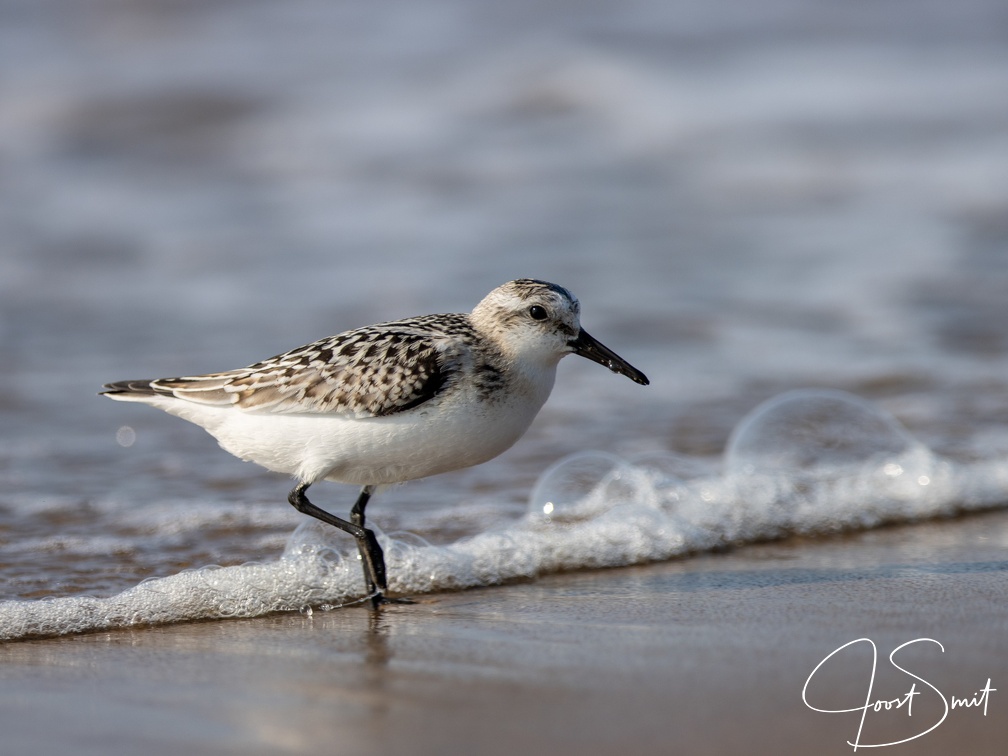 Drieteenstrandloper in de branding