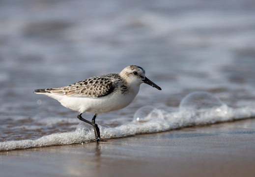 Drieteenstrandloper in de branding