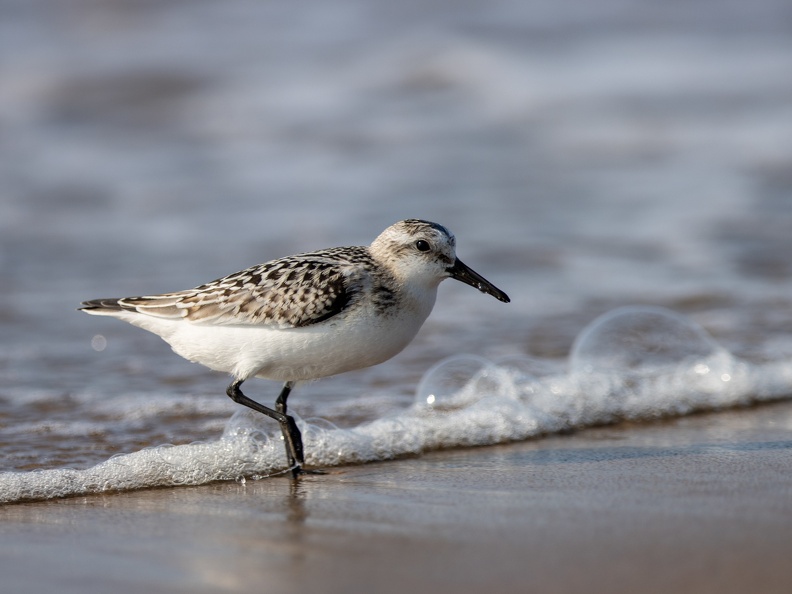 Drieteenstrandloper in de branding