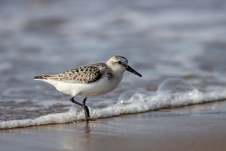 Drieteenstrandloper in de branding.jpg