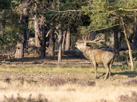 Bellowing Red Deer after mudbath
