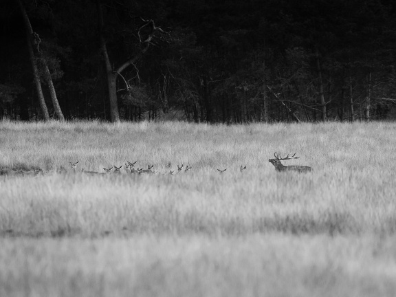 Red stag with does