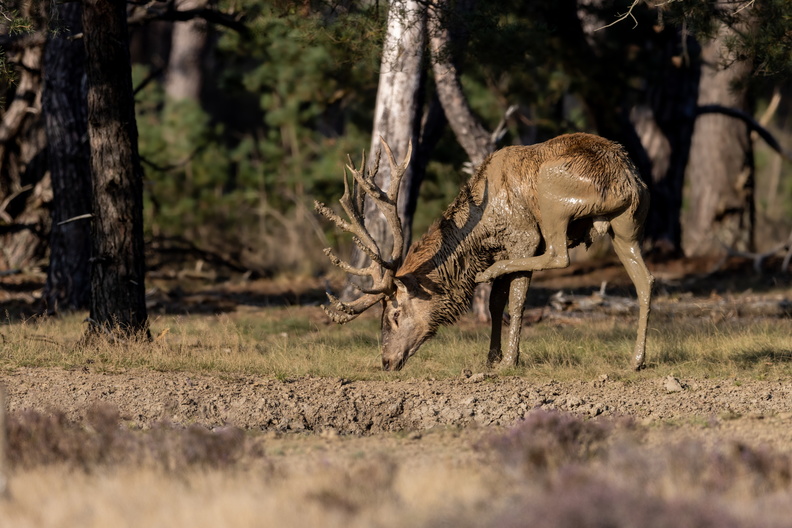 Jeuk na modderbad.jpg