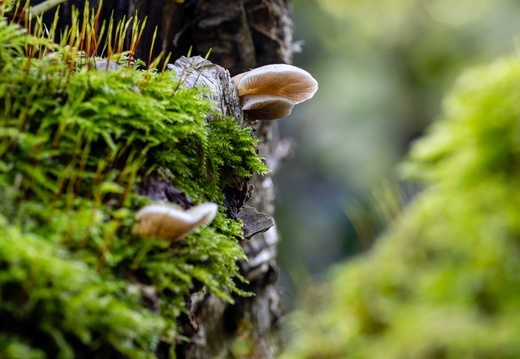 Paddestoel op een stronk