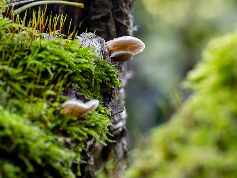 Paddestoel op een stronk