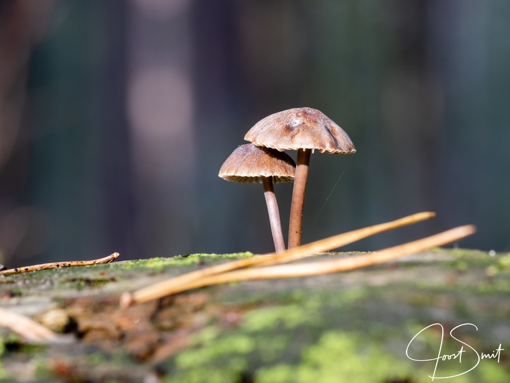 Paddestoelen op hout