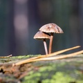 Paddestoelen op hout