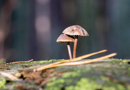 Paddestoelen op hout