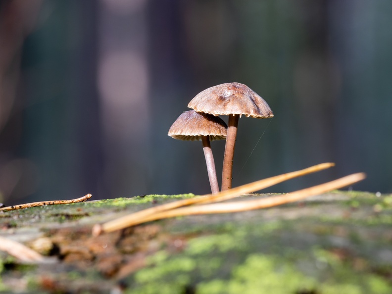 Paddestoelen op hout