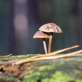 Paddestoelen op hout.jpg