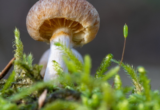 Paddestoel in het groen