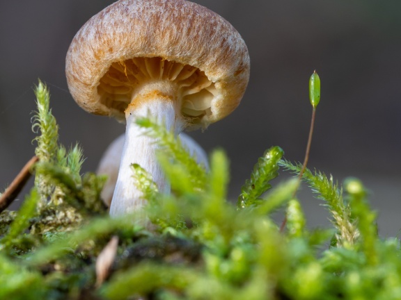 Mushroom in green moss