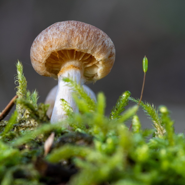 Paddestoel in het groen.jpg