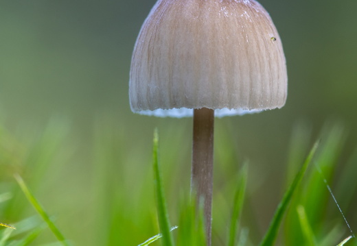 Paddestoel in het groene gras