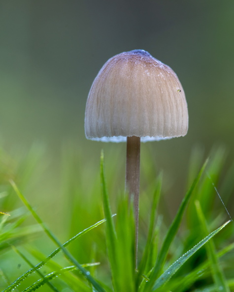 Paddestoel in het groene gras.jpg