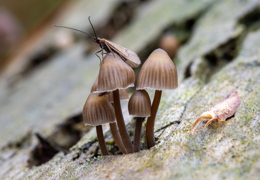 Schietmot op een paddestoel in het bos