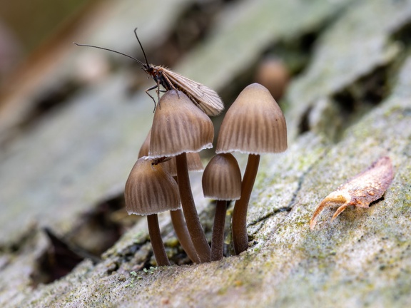 Caddisfly on a mushroom in the forest