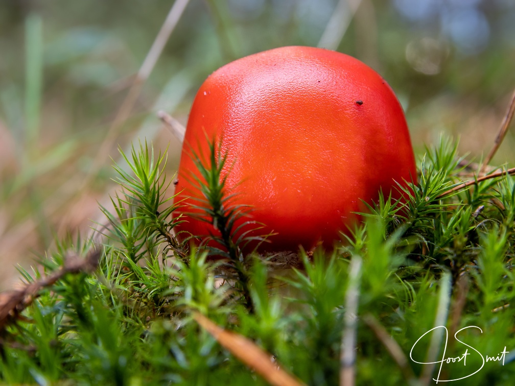 Rode paddestoel in het groene mos