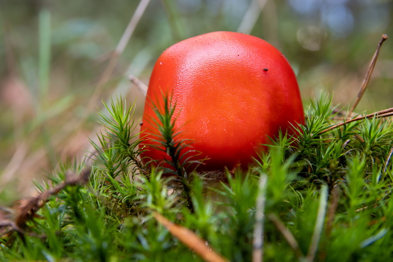 Rode paddestoel in het groene mos.jpg