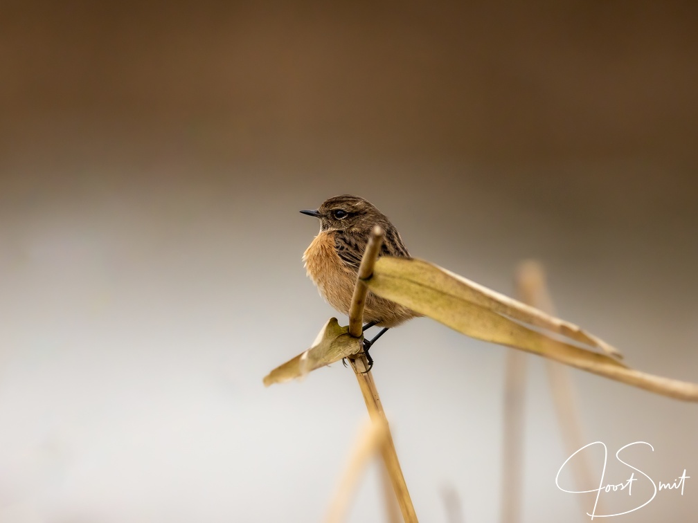 Roodborsttapuit in de winter
