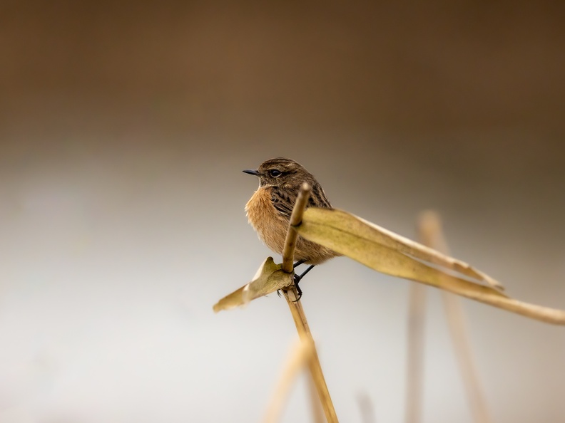 Roodborsttapuit in de winter