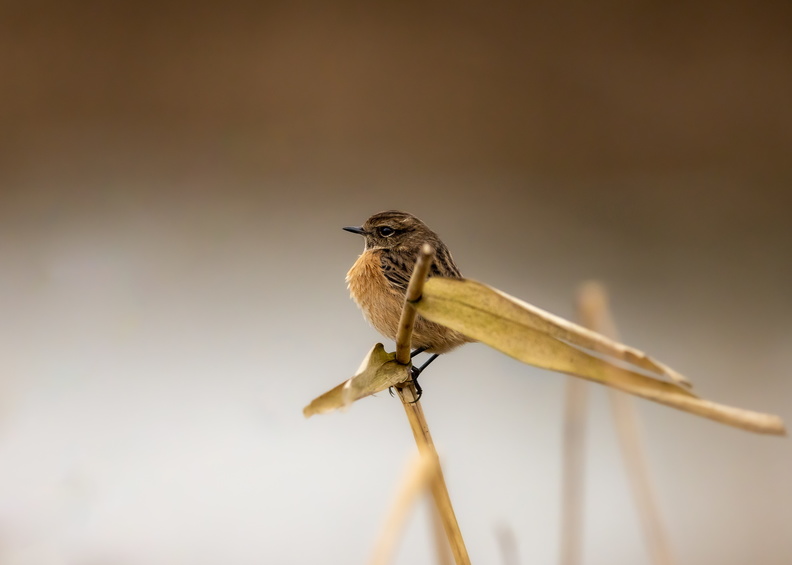 Roodborsttapuit in de winter.jpg