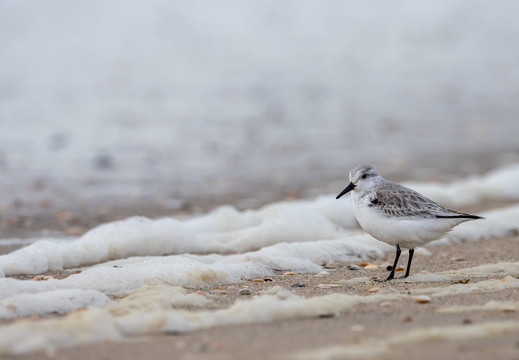Drieteenstrandloper in het schuim van de golven
