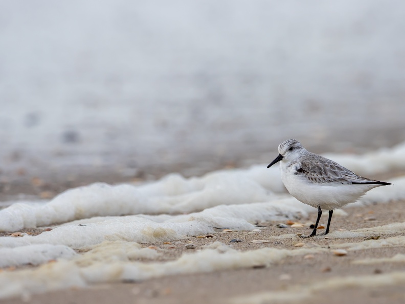 Drieteenstrandloper in het schuim van de golven