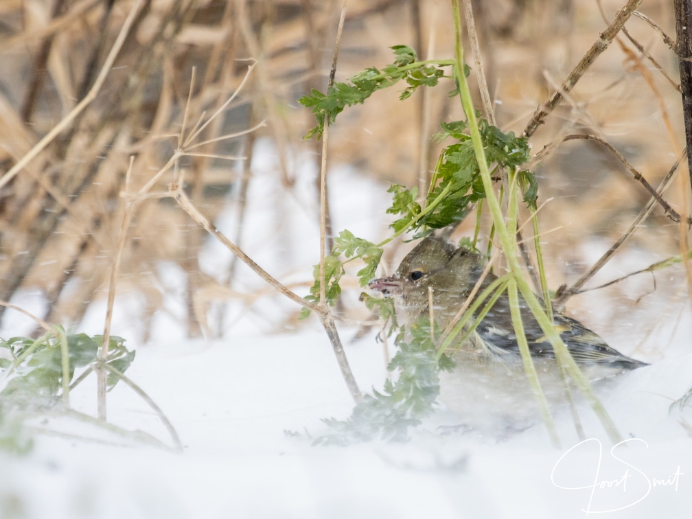 Vinkje schuilt in de sneeuwstorm