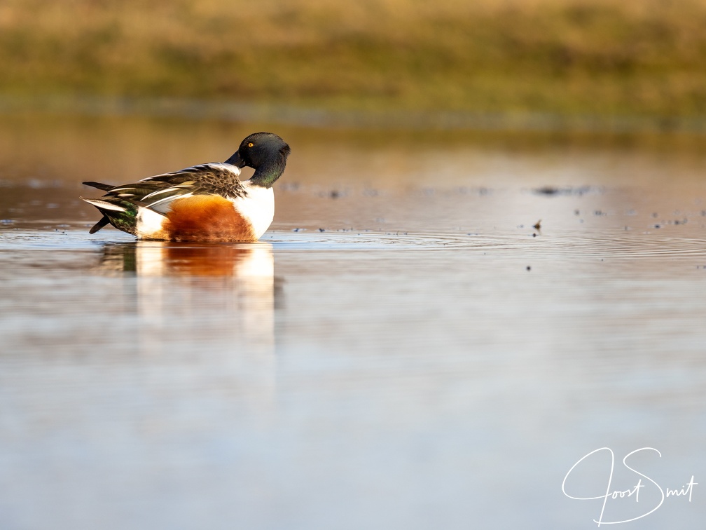 Slobeend kijkt achterom