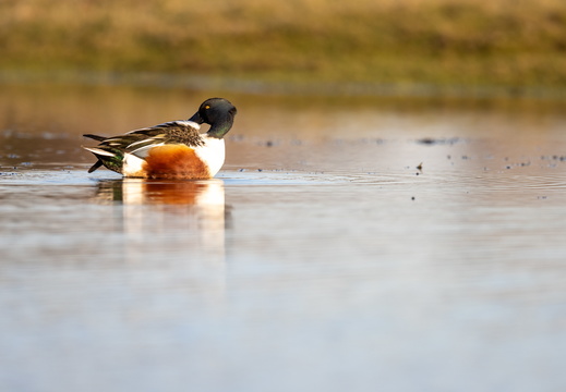 Slobeend kijkt achterom