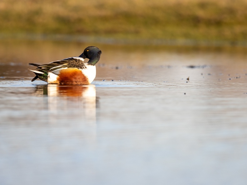 Slobeend kijkt achterom