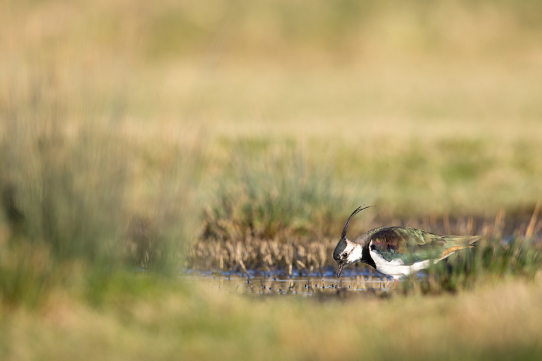 Kievit in het gras.jpg