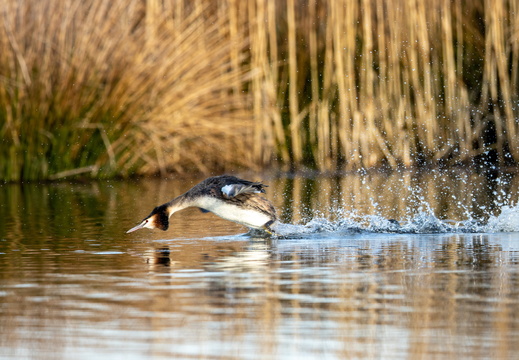 Fuut scheert over het water tijdens de balts