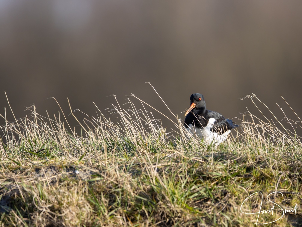 Scholekster in het gras