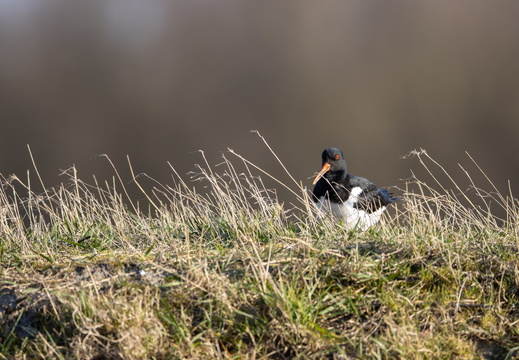 Scholekster in het gras