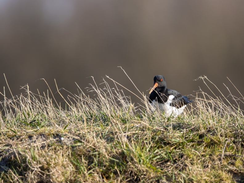 Scholekster in het gras