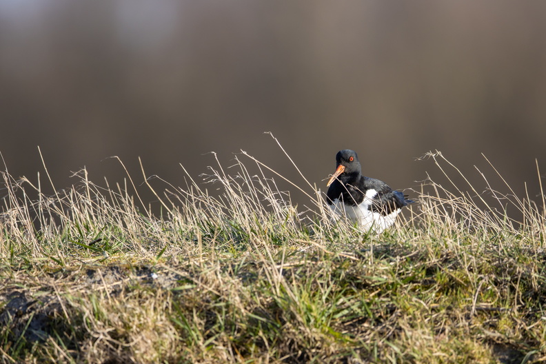 Scholekster in het gras.jpg