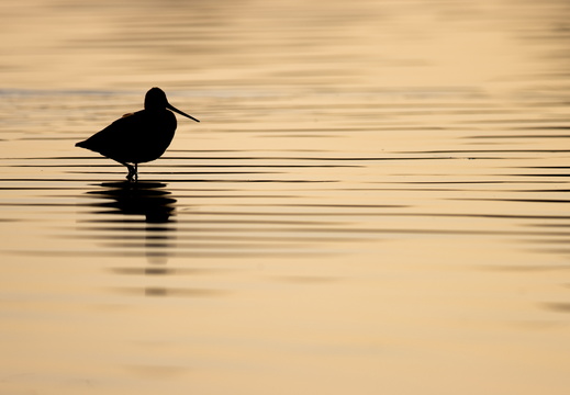Silhoutte van een grutto