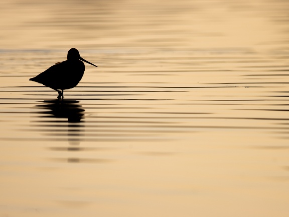 Silhouette of a black-tailed godwit