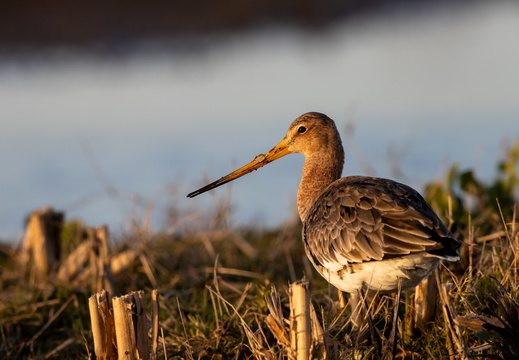 Grutto in avondlicht
