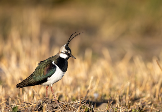 Kievit in de avondzon