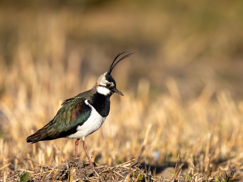 Kievit in de avondzon