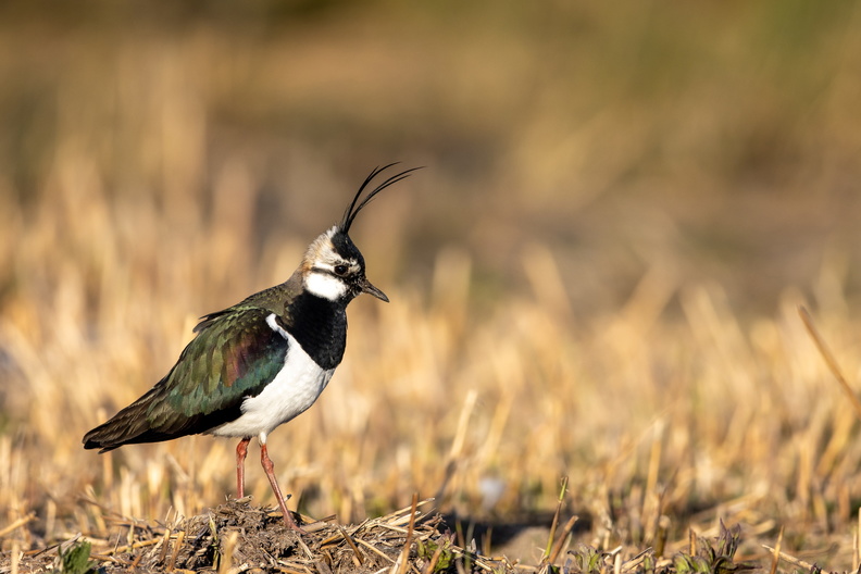 Keivit in de avondzon.jpg