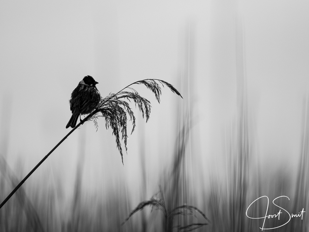 Rietgors in Zwart-wit