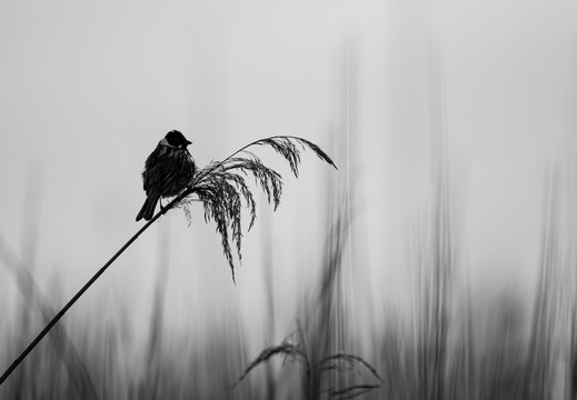 Rietgors in Zwart-wit