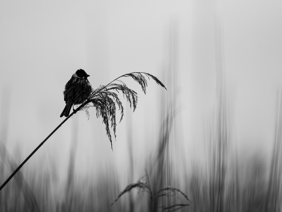 Reed Bunting in black and white