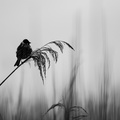 Rietgors in Zwart-wit.jpg