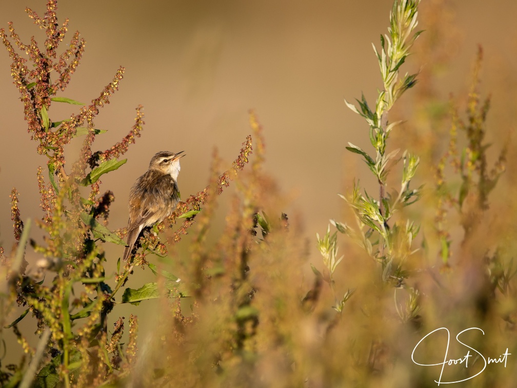 Rietzanger in de nieuwe driemanspolder